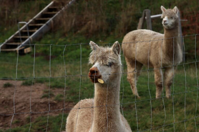 Alpacas viram guarda costas ovelhas