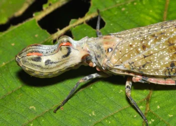 Animal cabeça jacaré surpreende brasileiros