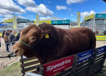 Animal quase tonelada impressiona torna