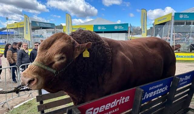 Animal quase tonelada impressiona torna