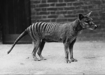 Animal levou culpa morte rebanhos