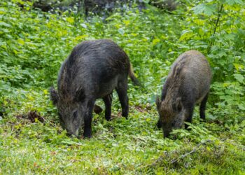Animal espalha brasil ameaça criação