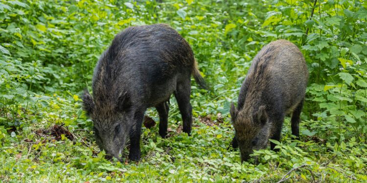 Animal espalha brasil ameaça criação