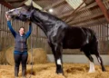 Cavalo chega quase metros supera