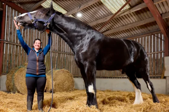 Cavalo chega quase metros supera
