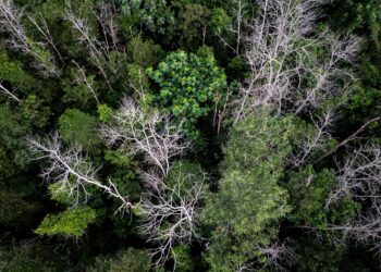 Reflorestar mil hectares busca quase