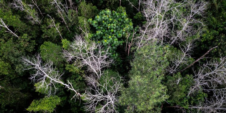 Reflorestar mil hectares busca quase