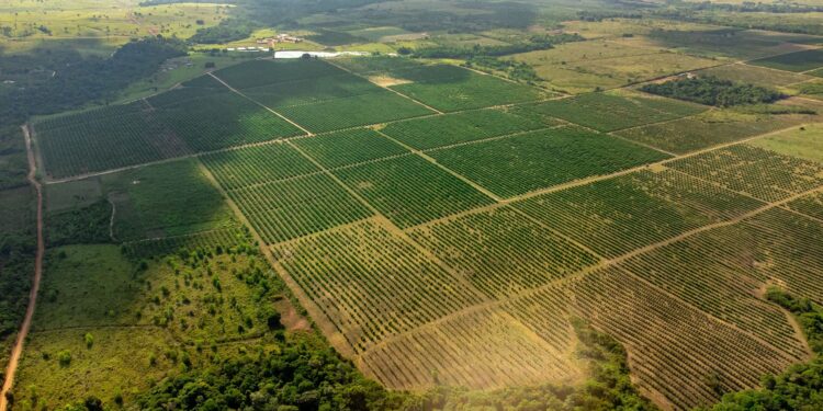 Brasil superar milhões toneladas continuar