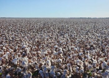 Brasil planta algodão caminha recorde