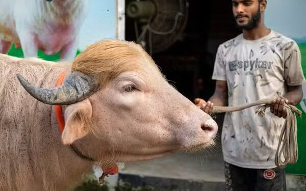 Búfalo albino quilos ganha apelido
