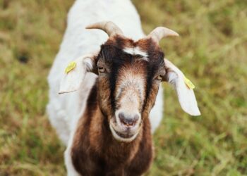 Cabras ovelhas burro trabalham lado