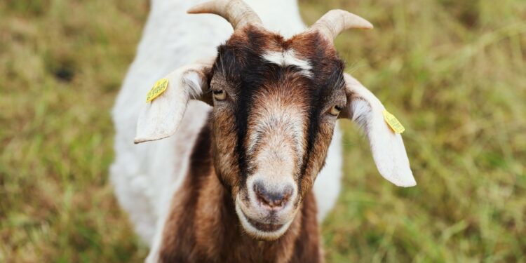 Cabras ovelhas burro trabalham lado