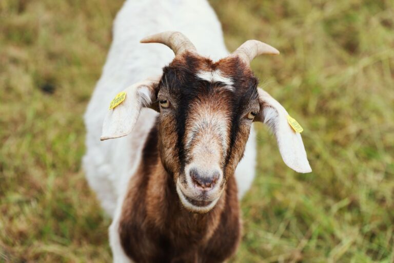 Cabras ovelhas burro trabalham lado
