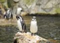 Cães salvaram colônia pinguins extinção