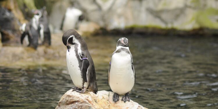 Cães salvaram colônia pinguins extinção