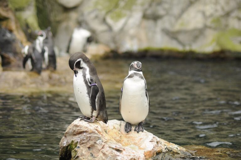 Cães salvaram colônia pinguins extinção