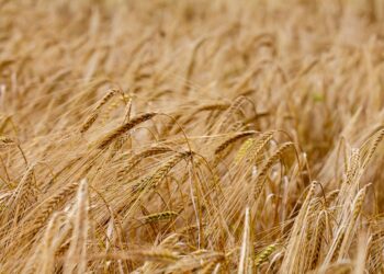 Calor intenso ameaça deixar agricultores