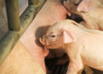 Casal aposta fazenda mil leitões
