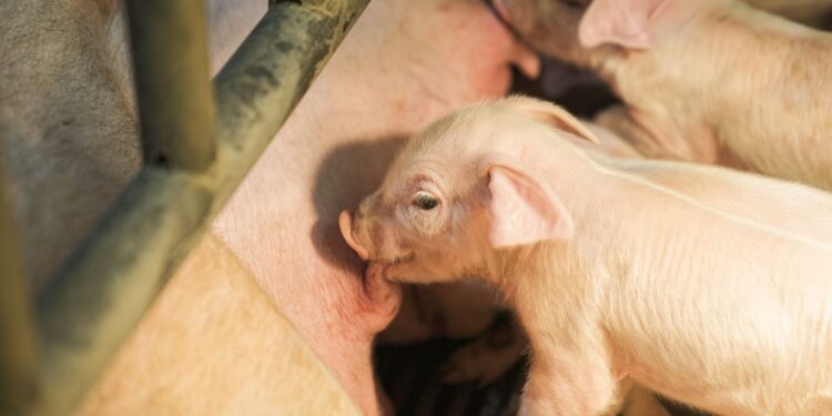 Casal aposta fazenda mil leitões