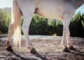 Cavalo mil vendido ilegalmente passa