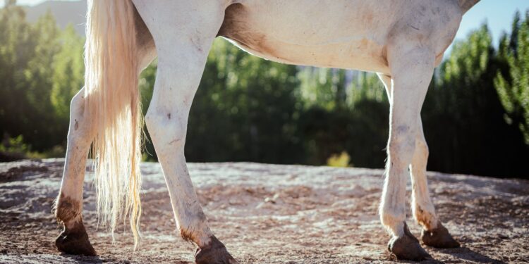 Cavalo mil vendido ilegalmente passa