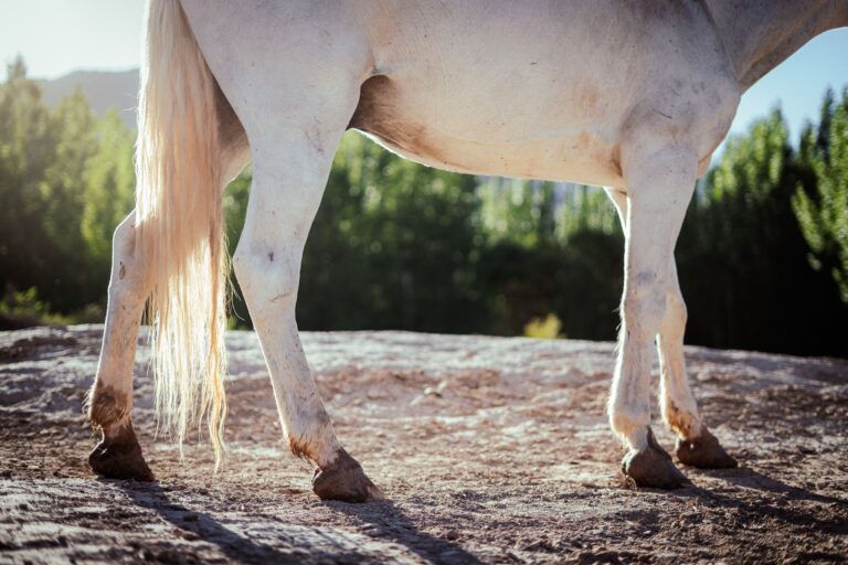 Cavalo mil vendido ilegalmente passa