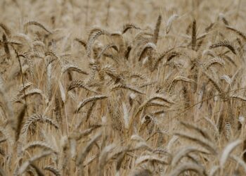 China abre cofres garantir arroz