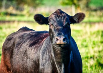 China reduz compra carne brasileira