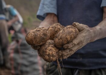 Cientistas aquecem lavoura colhem batatas