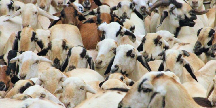 Cientistas colocam gene aranha cabras