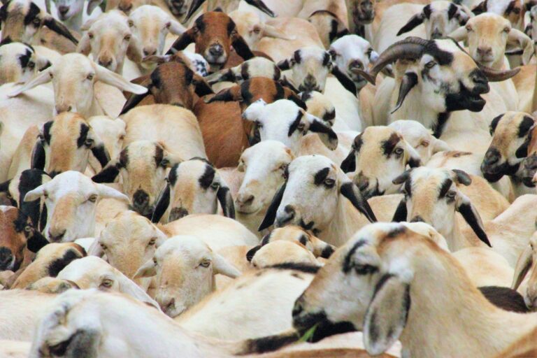 Cientistas colocam gene aranha cabras