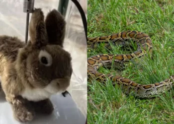 Cientistas criam coelhos robôs cheiro