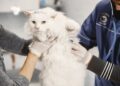 Clínica veterinária ameaça fechar casal