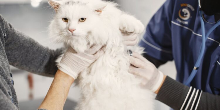 Clínica veterinária ameaça fechar casal