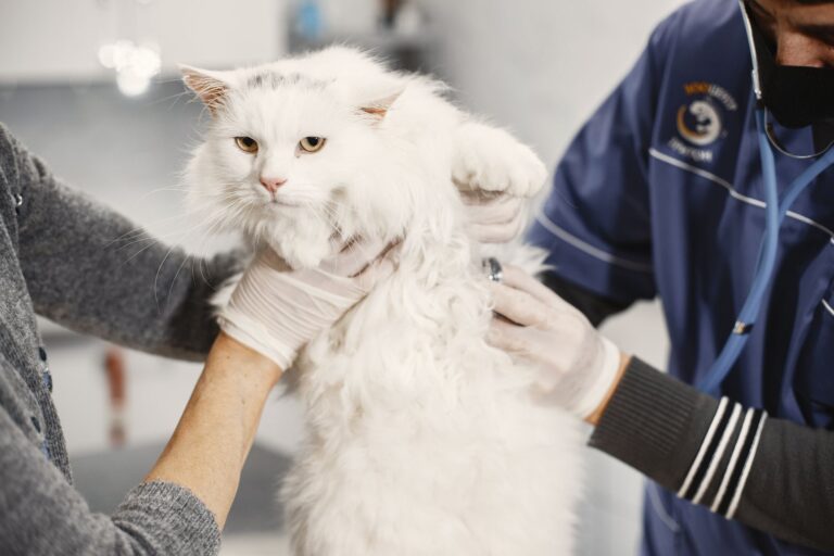 Clínica veterinária ameaça fechar casal