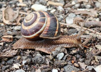 Criador engorda caracóis ano vende