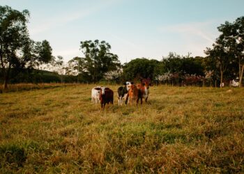 Crise financeira atinge campo pecuarista