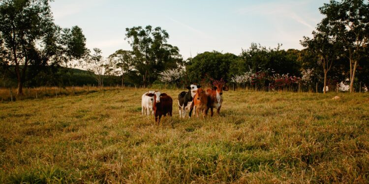 Crise financeira atinge campo pecuarista