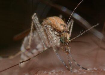 Derrubar mata aproxima mosquitos insetos