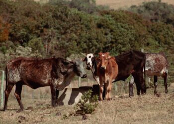 Dinamarca cria imposto gases liberados