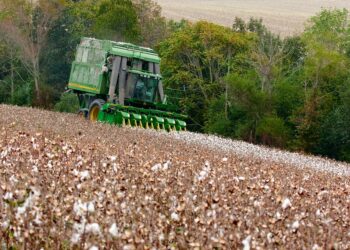 Dois agricultores encontraram máquina algodão