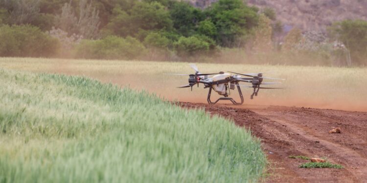 Drones sobrevoam plantações amanhecer encontram