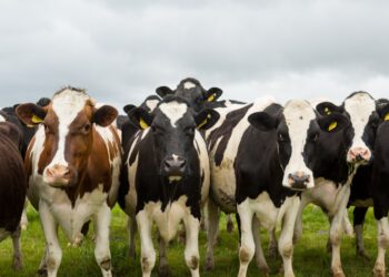 Vacas desaparecessem veja aconteceria mundo