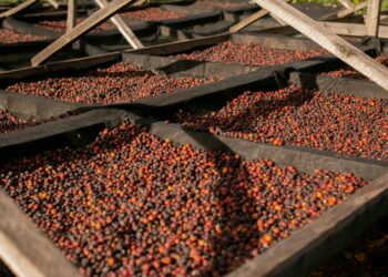 Coloca café brasileiro alerta afetar