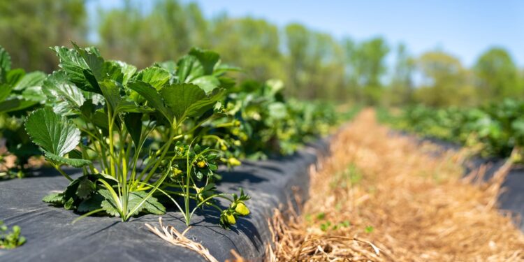 Muda estratégia campo faz produtores