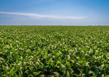 Começou ajudando pai fazenda aprendeu