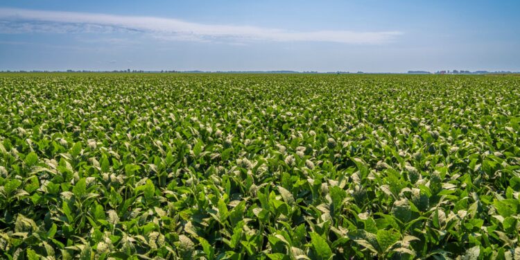 Começou ajudando pai fazenda aprendeu