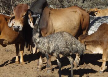 Ema criada vacas acredita rebanho