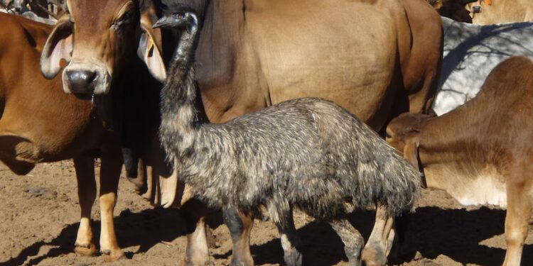 Ema criada vacas acredita rebanho