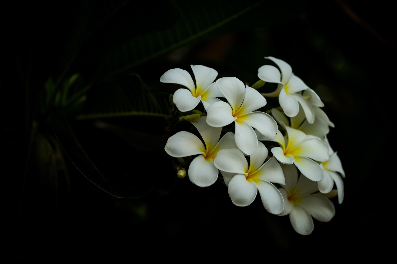 plumerias, papel de parede de flores, flores, frangipanis, pétalas, flores bonitas, pétalas brancas, bloom, florescer, flora, fundo flor, natureza, plantas